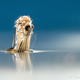 Illustration for article titled How to Take Eye-Popping Pictures of Tiny Bugs